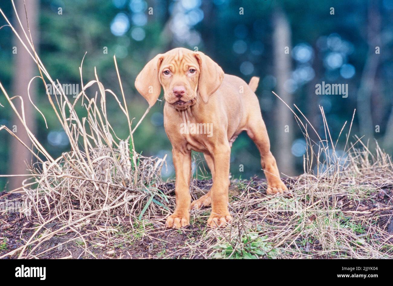 Viza chiot debout à l'extérieur sur une petite colline devant les arbres Banque D'Images