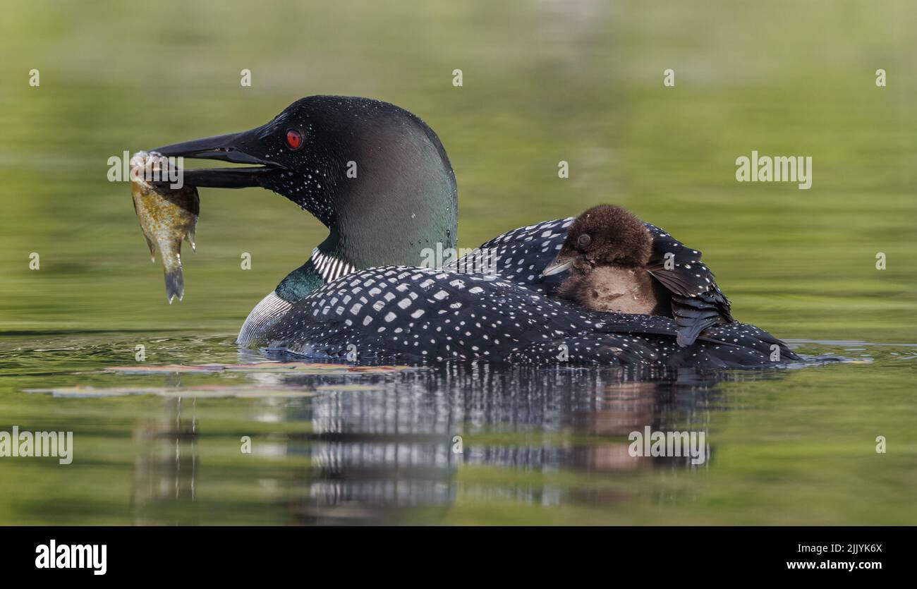 Commune Loon et Chick dans le Maine Banque D'Images