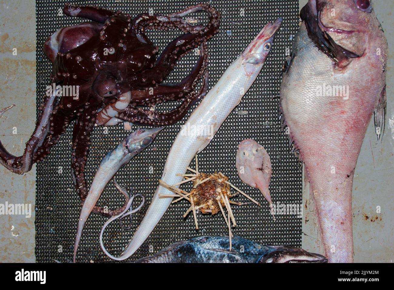 Un regard sur la vie en Nouvelle-Zélande : captures fraîchement débarquées d'un chalut en haute mer. Quelques espèces étranges et inhabituelles. Noir Discfish; grenouille; anguilles. Banque D'Images