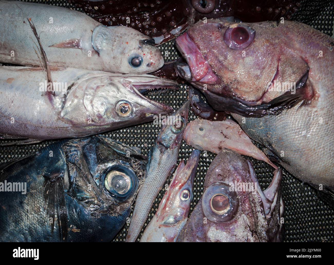 Un regard sur la vie en Nouvelle-Zélande : captures fraîchement débarquées d'un chalut en haute mer. Quelques espèces étranges et inhabituelles. Noir Discfish; grenouille; anguilles. Banque D'Images