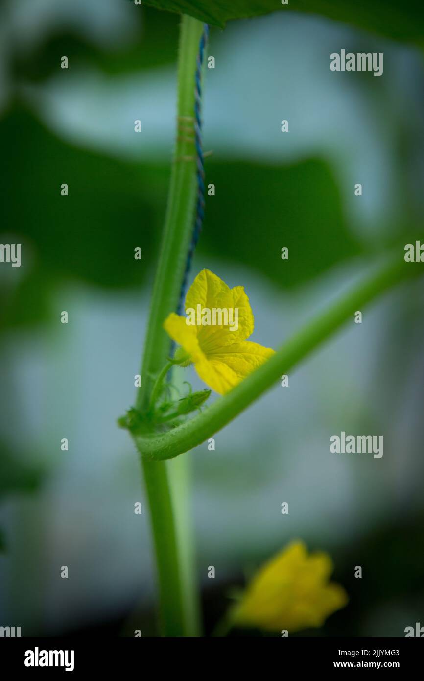 Gros plan de concombre en fleurs avec foyer sélectif, fleur de concombre jaune et petits concombres parmi les feuilles vertes. Banque D'Images