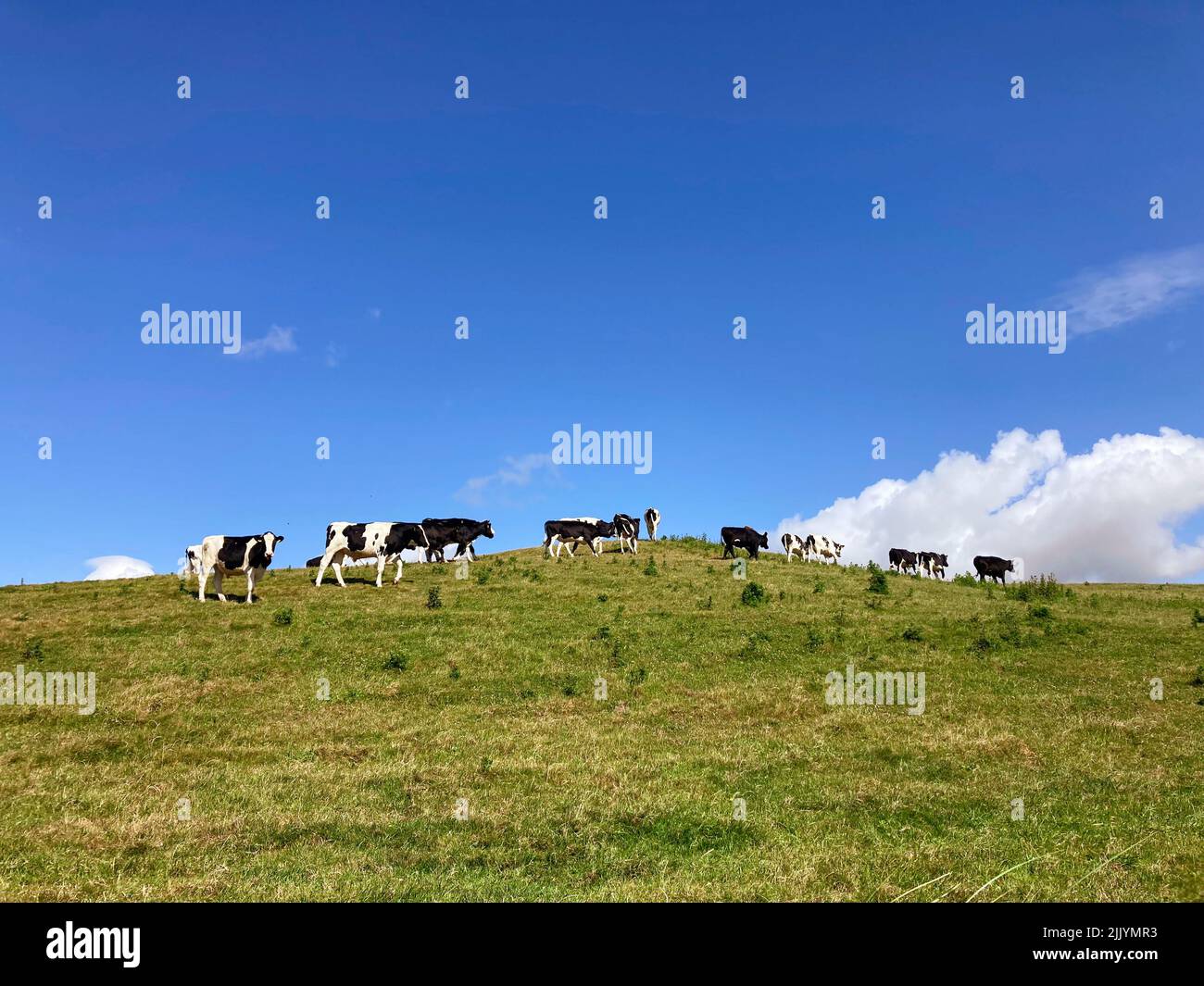 Vaches Irlande Banque D'Images