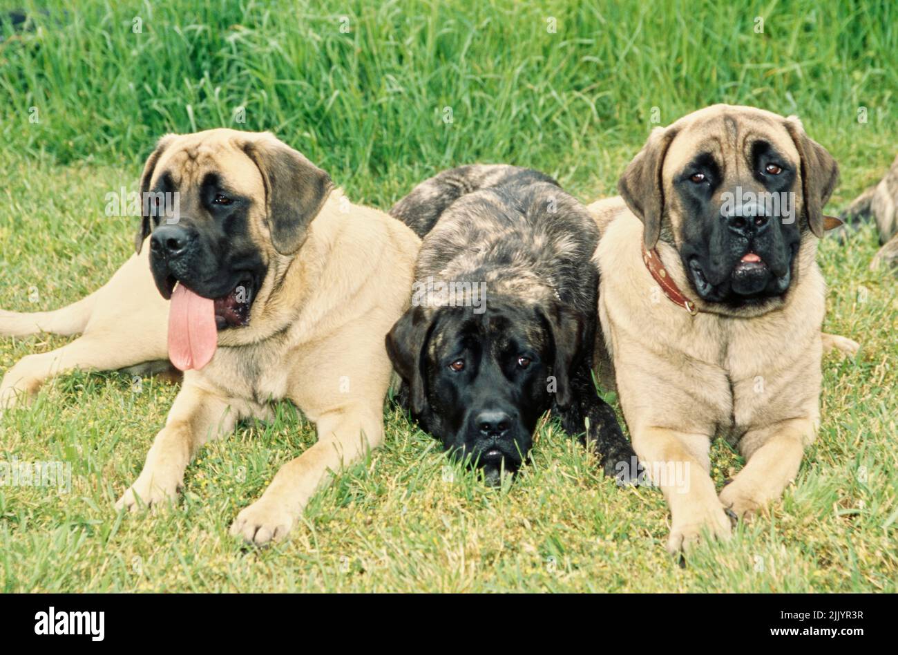 Trois chiens mastiff dans l'herbe Banque D'Images