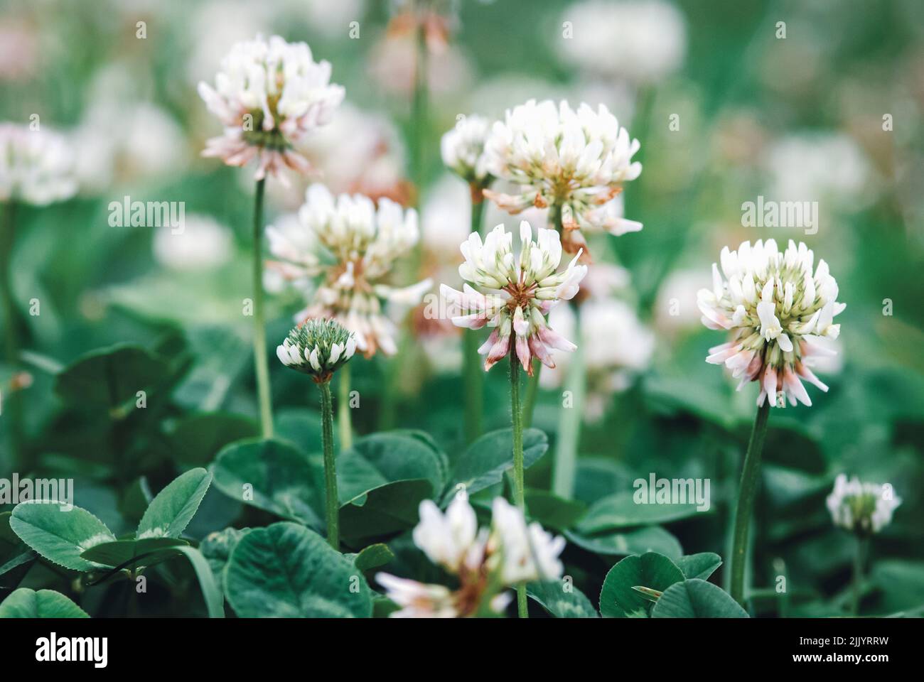 Fleur de trèfle blanche, Trifolium repens fleurs gros plan Banque D'Images