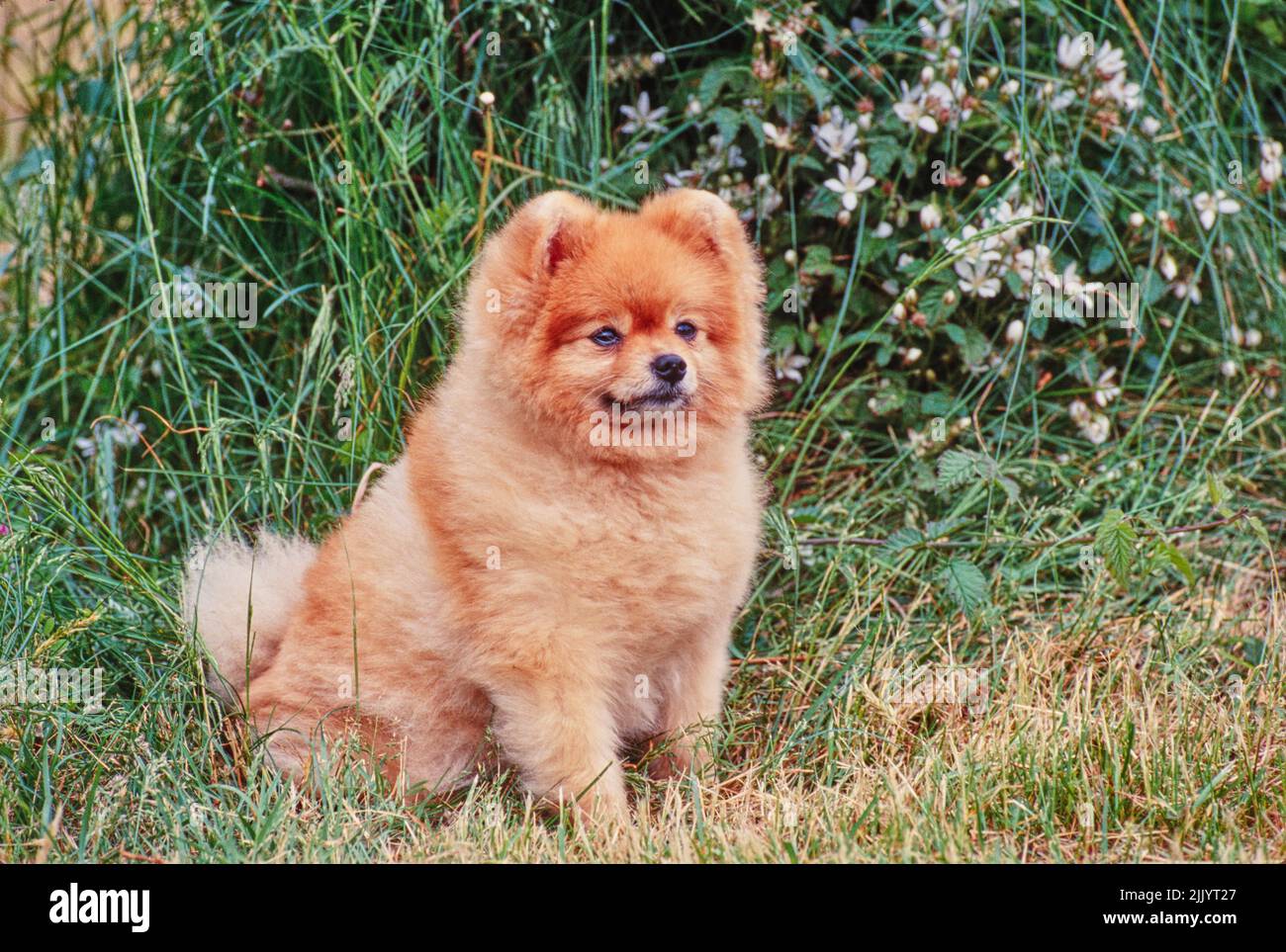 Un chien de Poméranie dans l'herbe Banque D'Images