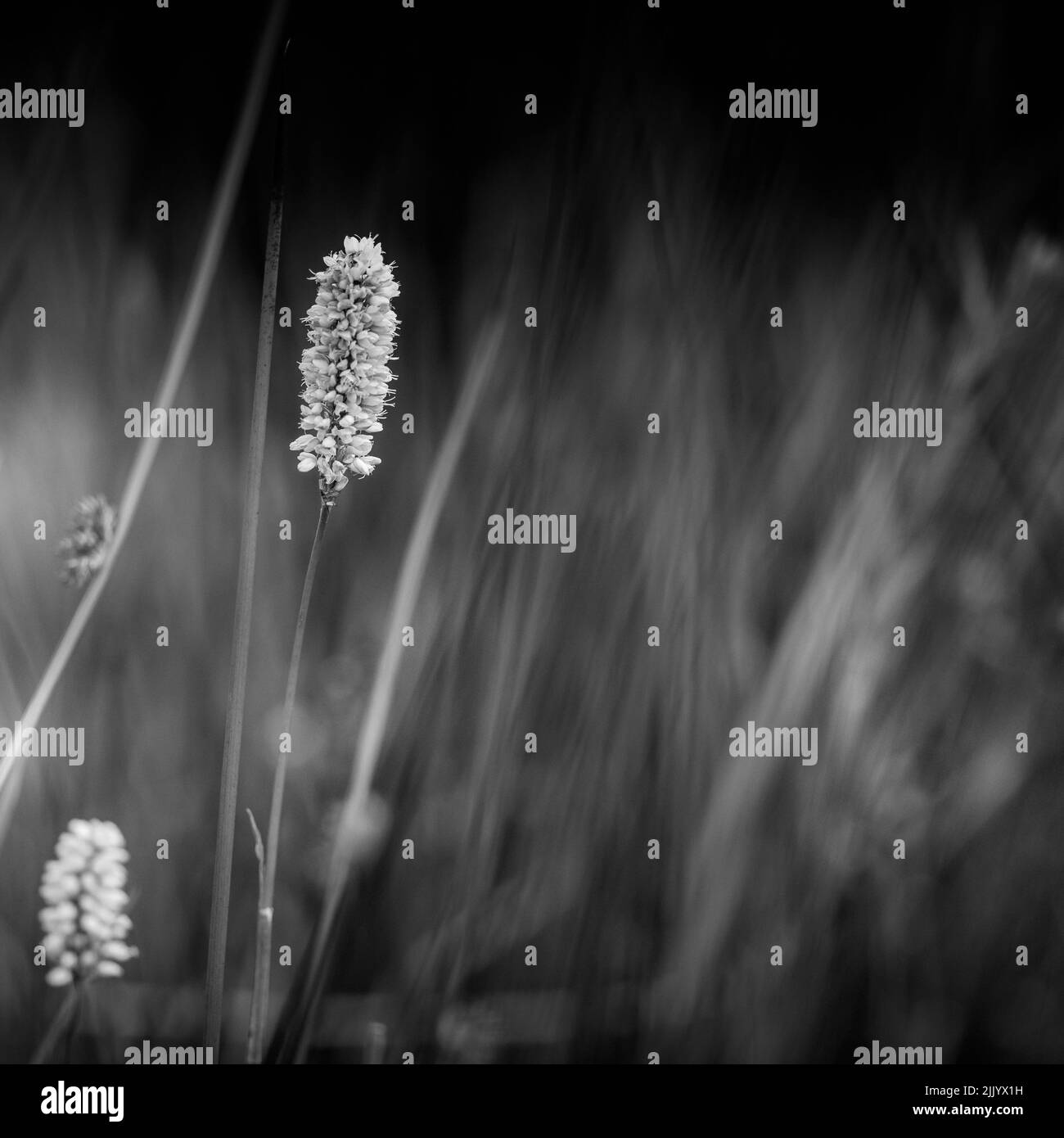 Un foyer peu profond en niveaux de gris de la plante Bistorta officinalis dans un champ flou Banque D'Images