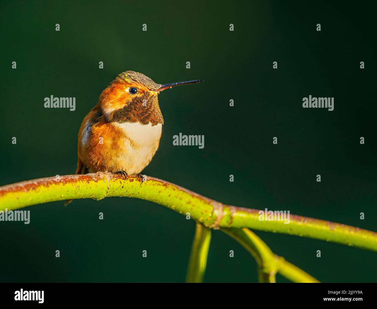 Un colibri Rufous mâle (Selasphorus rufus) perché sur une branche Banque D'Images