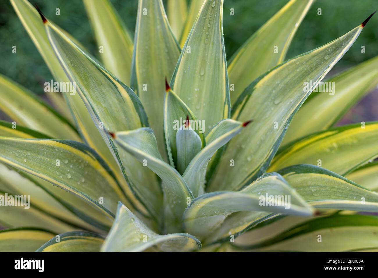 Vue en gros plan des feuilles d'agave jaune-vert Banque D'Images