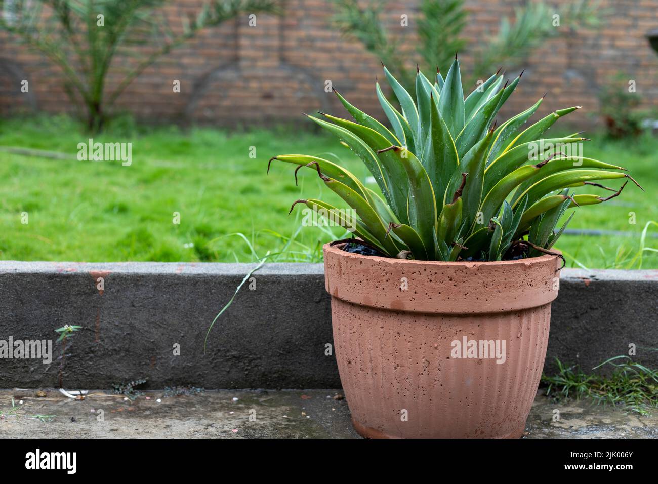 Agave desmettiana feuilles vertes avec des bords jaunes plante avec l'espace de copie Banque D'Images