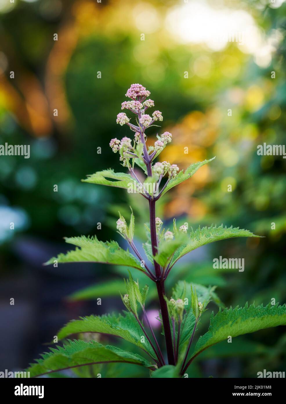 Mon jardin. Vue rapprochée d'une belle plante verte et pourpre dans la forêt avec un arrière-plan bokeh. Une fleur de buisson de papillon violet vif s'épanouit Banque D'Images