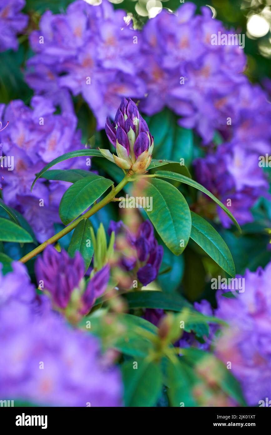Belles fleurs, jolies et colorées dans un jardin paisible et verdoyant avec bokeh. Zoomez sur les motifs floraux de Rhododendron violets et la texture douce de Banque D'Images