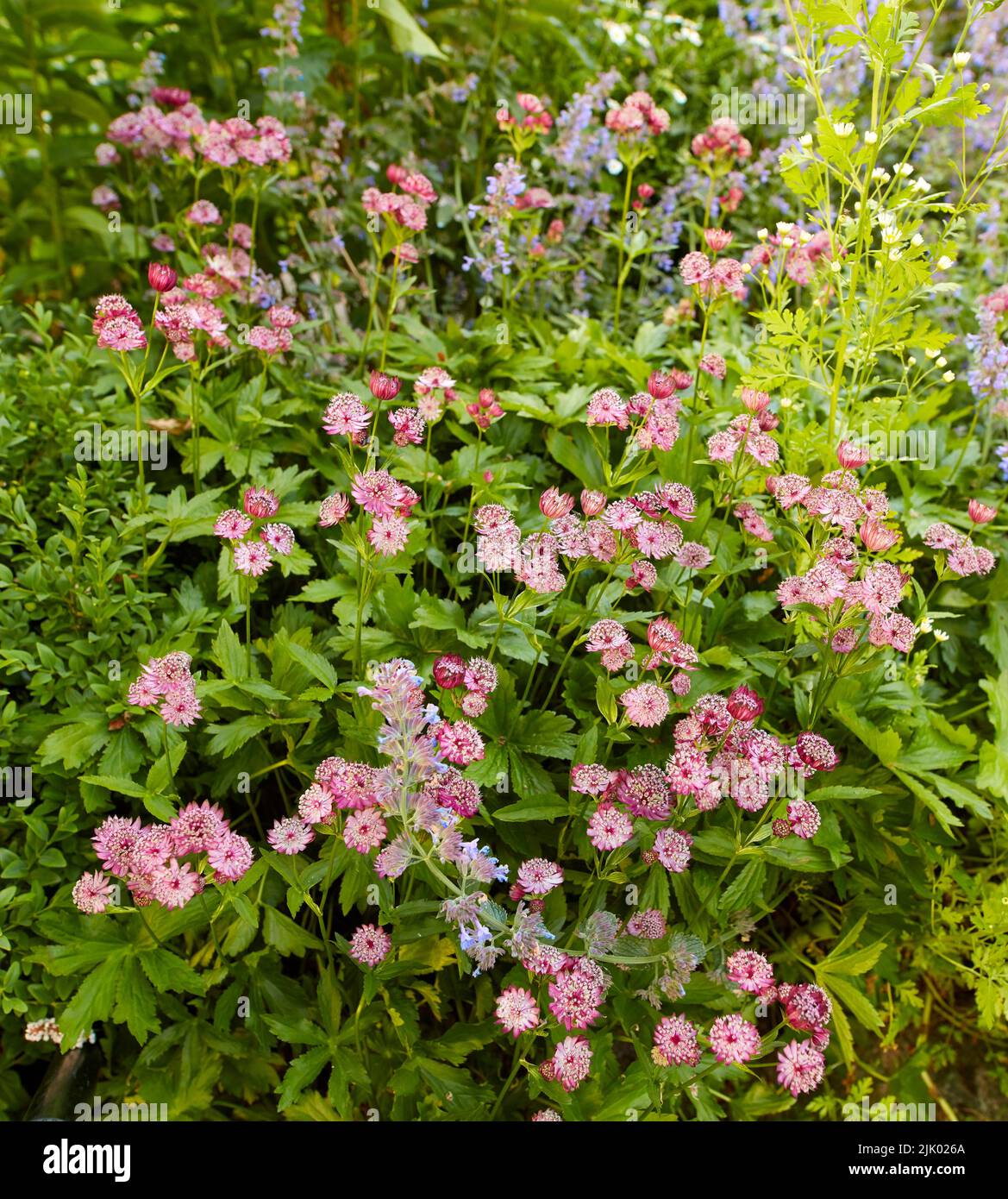 Belles fleurs fraîches, jolies et colorées qui poussent dans un jardin verdoyant par une journée paisible et ensoleillée. Beaucoup de plus grand mastermoort pourpre en harmonie avec la nature Banque D'Images