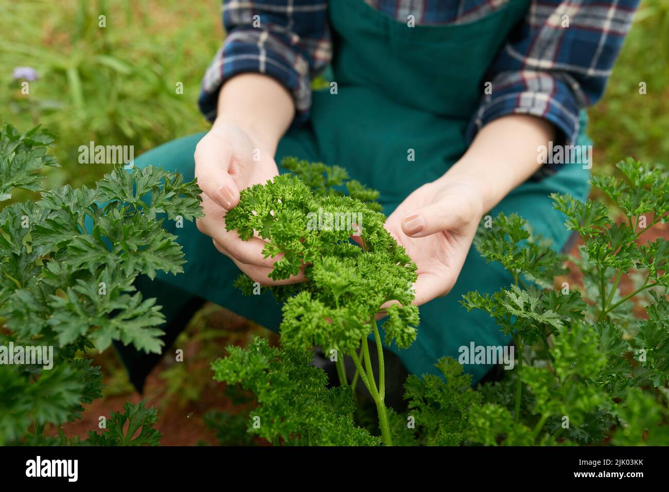 Gros plan de l'agriculteur cultivant du céleri dans son jardin Banque D'Images