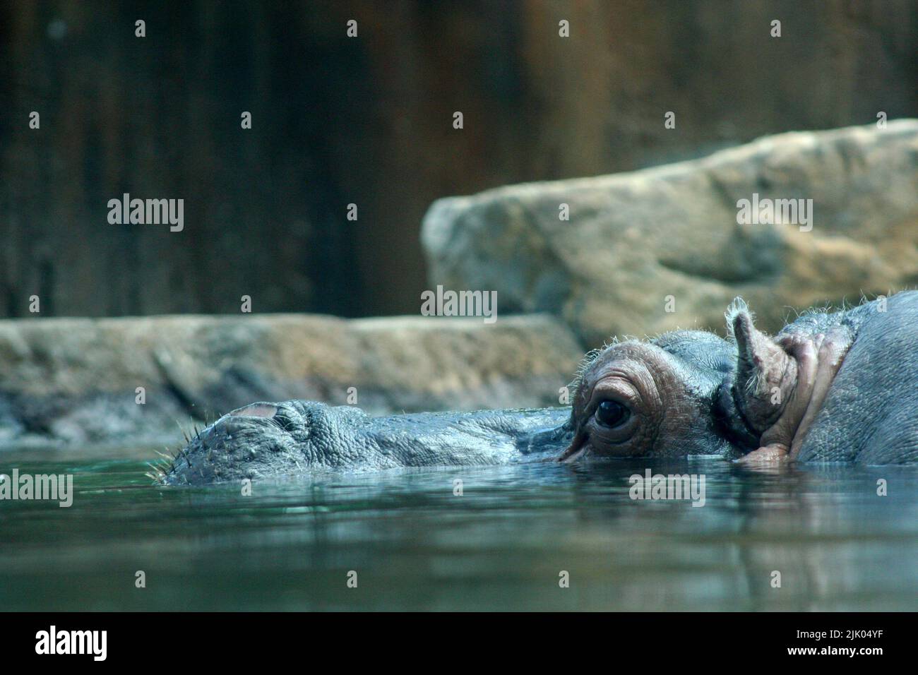 Memphis, TN 21 mai 2016 : hippopotame nageant au zoo de Memphis situé à Memphis, Tennessee. Banque D'Images