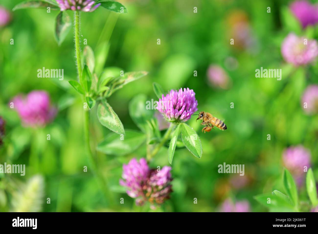 trèfle rouge et abeille Banque D'Images