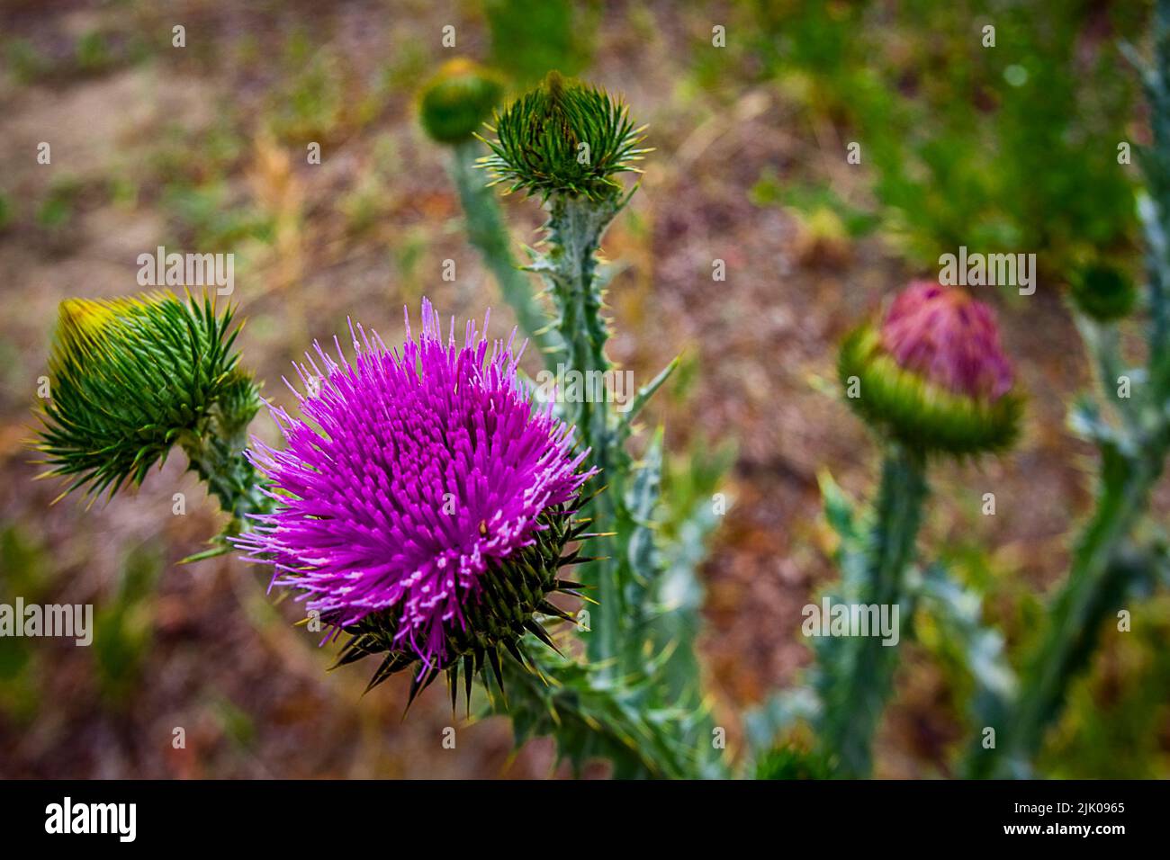 Lait Thistle plante en croissance sauvage dans le Colorado, États-Unis. Ampoules violettes avec fond marron sale. Banque D'Images