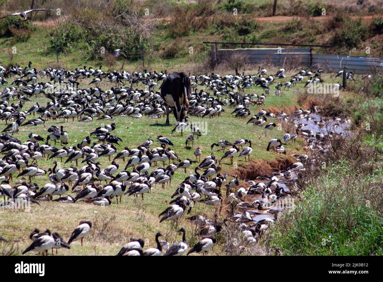 Troupeau d'Oies de la région de Magpie avec des vaches laitières. Banque D'Images