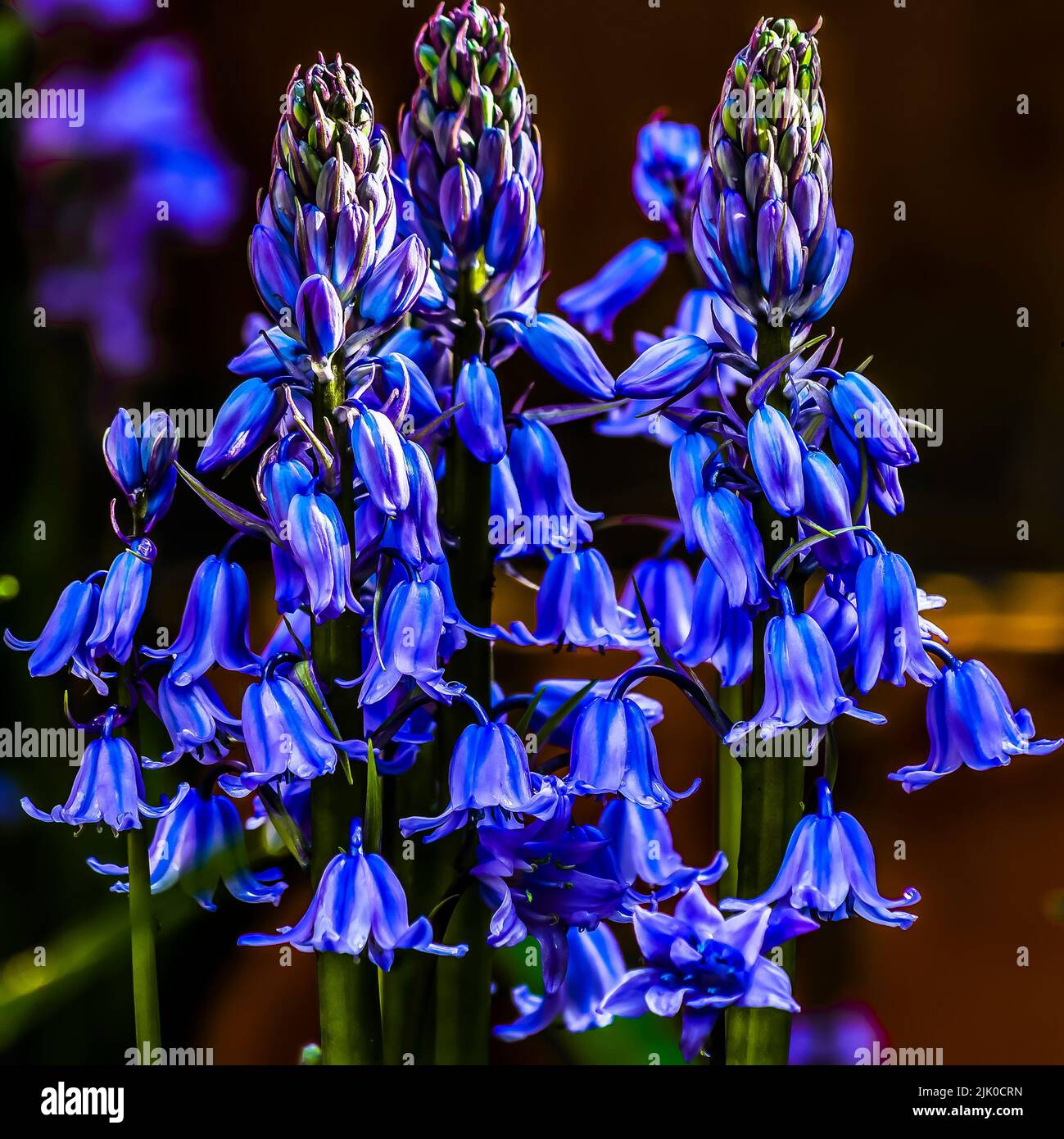 Fleurs de Bluebell, jacinthoides non-scripta Banque D'Images