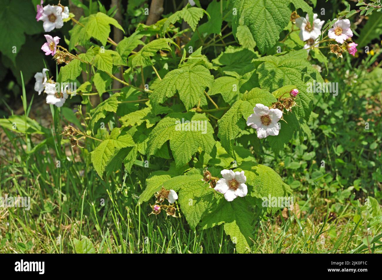 Rubus odoratus, la framboise à fleurs violettes, la framboise à fleurs ou la framboise de Virginie Banque D'Images