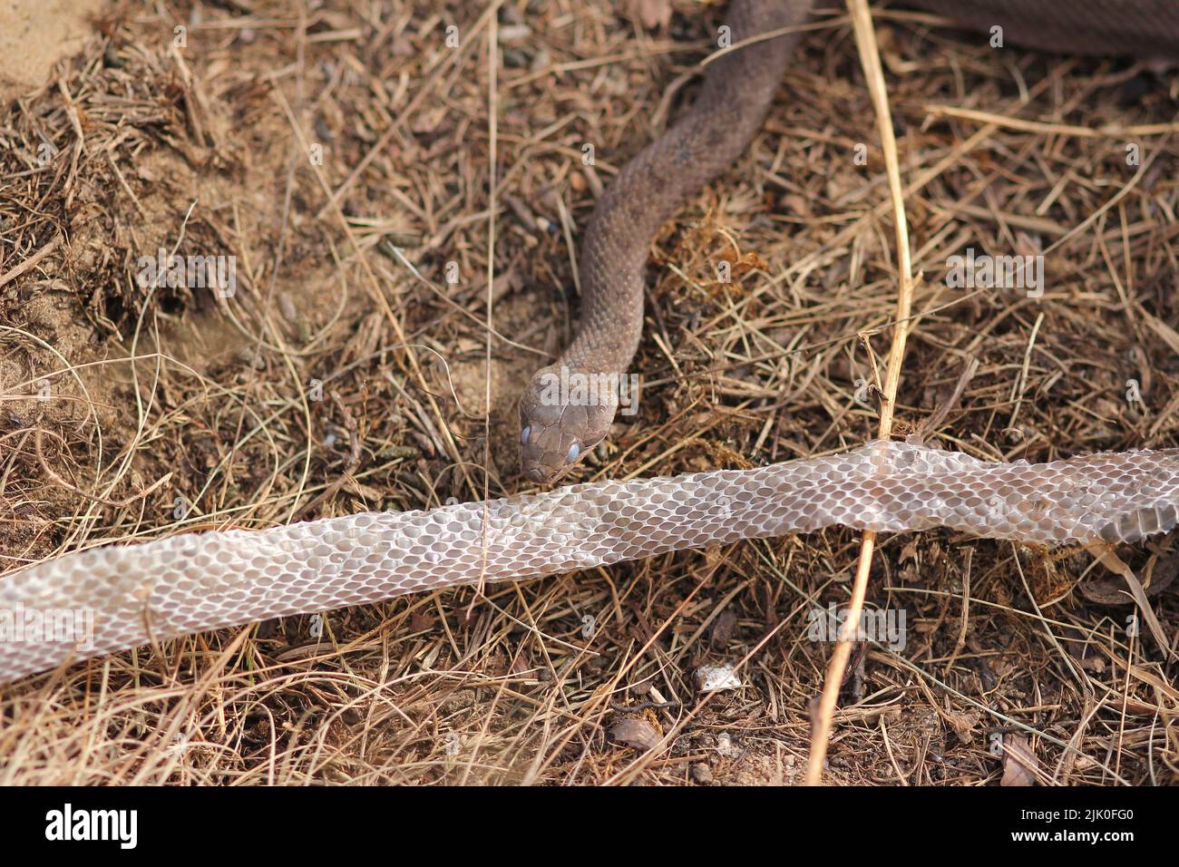 Serpent lisse (Coronella austriaca) après avoir fait perdre sa peau dans une lande près de Borkenberge, en Allemagne Banque D'Images