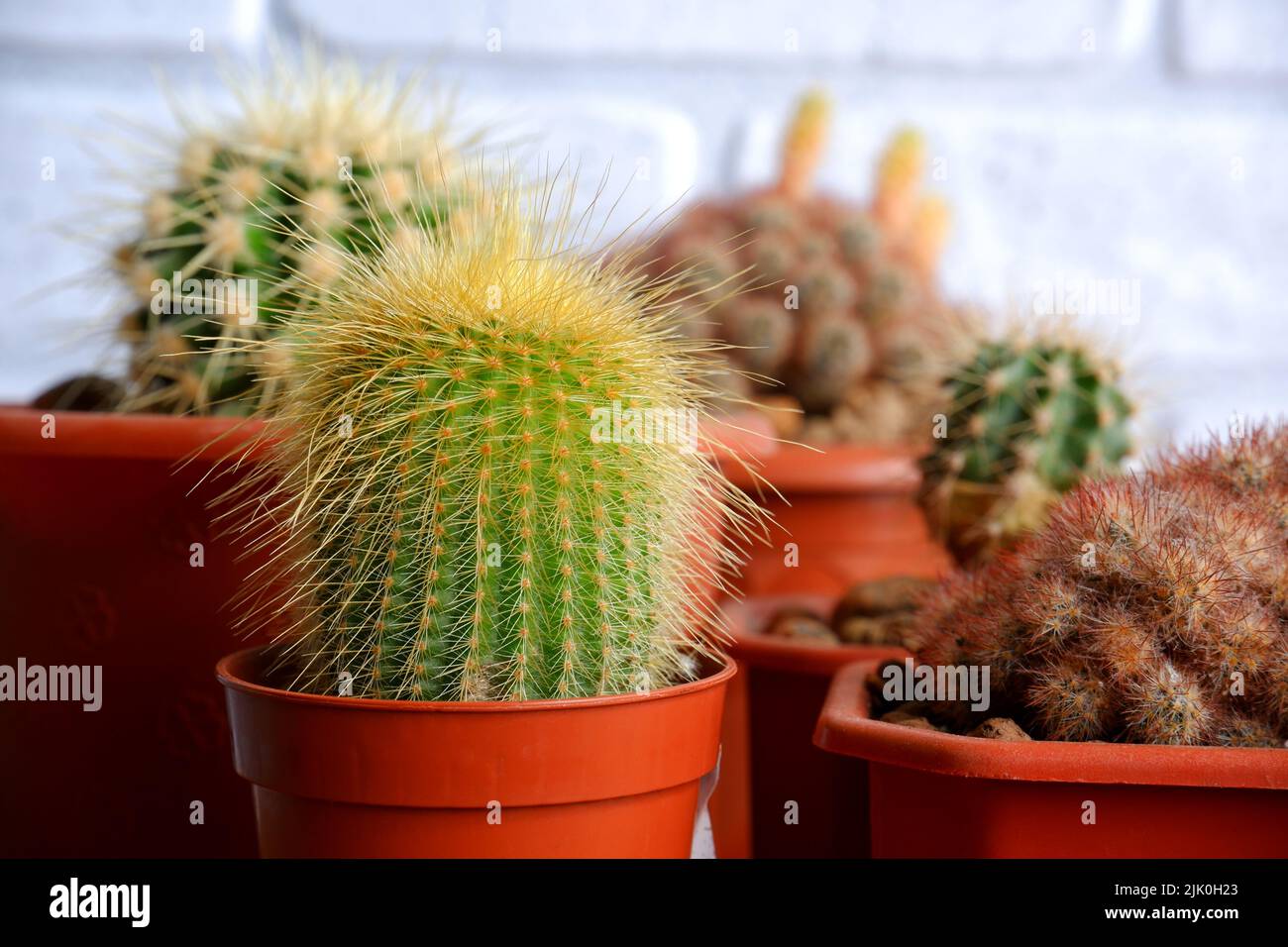 Petits cactus intérieurs. Gros plan des cactus dans les pots Banque D'Images