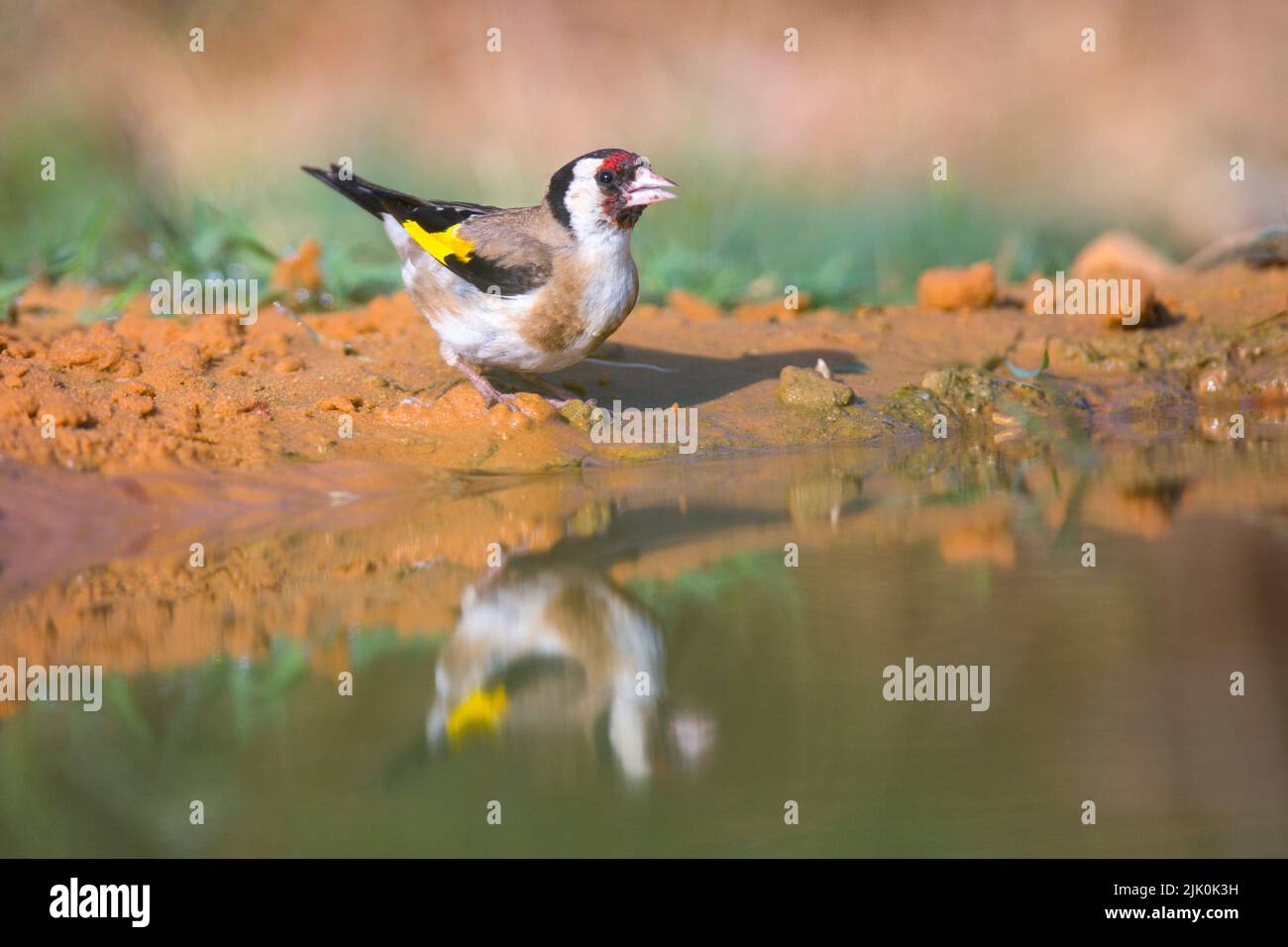 Femelle d'Europe de l'or (Carduelis carduelis) près d'une flaque d'eau ces oiseaux sont des mangeurs de graines bien qu'ils mangent des insectes en été. Photographié Banque D'Images
