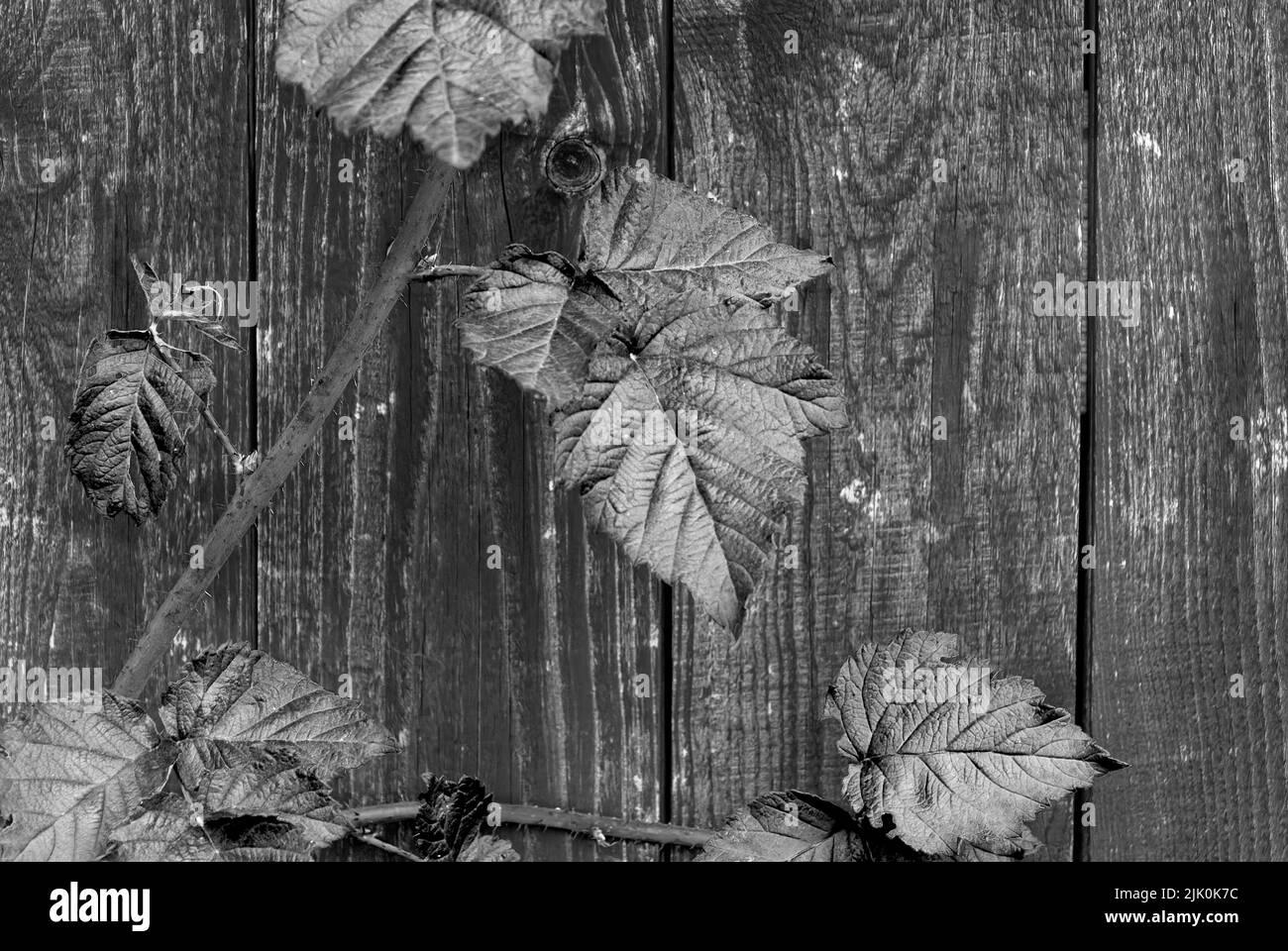 feuilles d'automne - papier peint noir et blanc - feuilles de tayberry d'automne sur fond de bois, détails d'automne, carte postale d'automne, papier peint horizontal Banque D'Images
