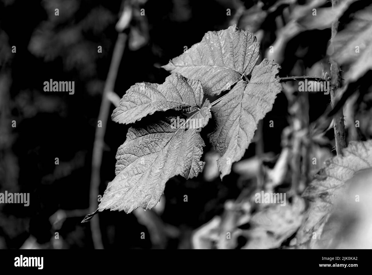 gros plan sur les feuilles d'automne noir et blanc - feuilles de tayberry d'automne, détails de l'automne, carte postale d'automne, papier peint horizontal Banque D'Images