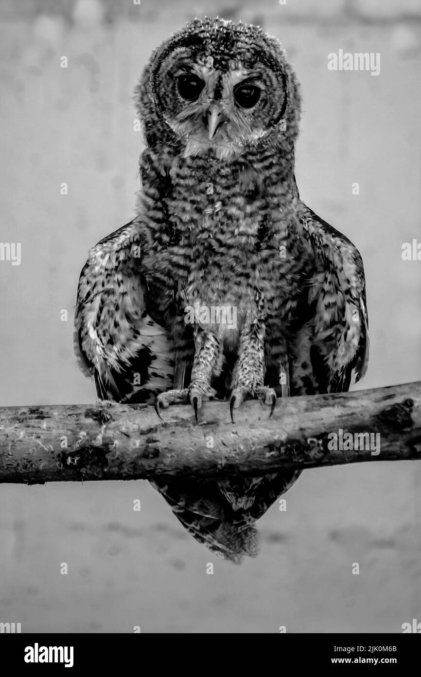 Tawny Owl ou Brown Owl (Strix aluco) photographié en Israël Banque D'Images