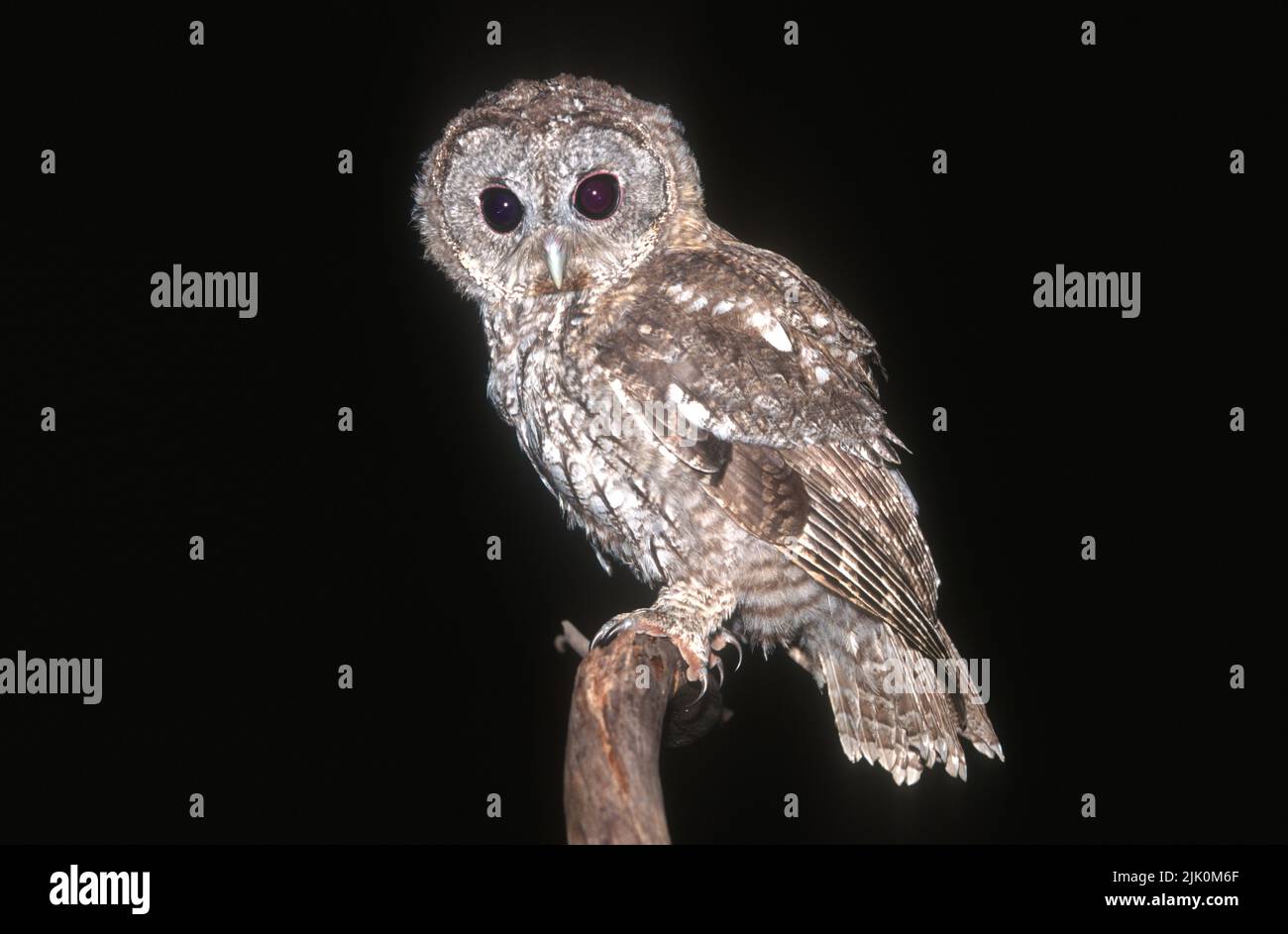 Tawny Owl ou Brown Owl (Strix aluco) photographié en Israël Banque D'Images
