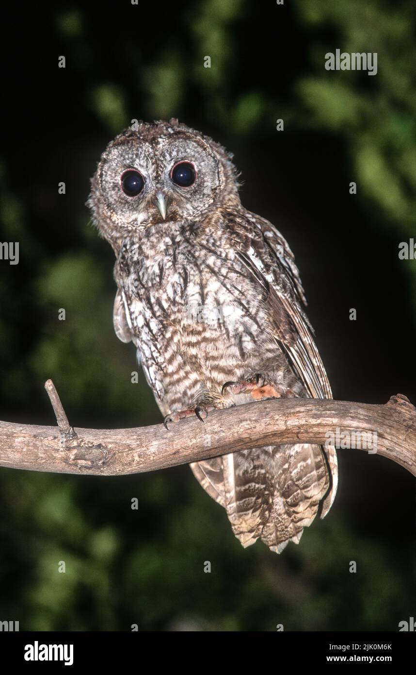 Tawny Owl ou Brown Owl (Strix aluco) photographié en Israël Banque D'Images
