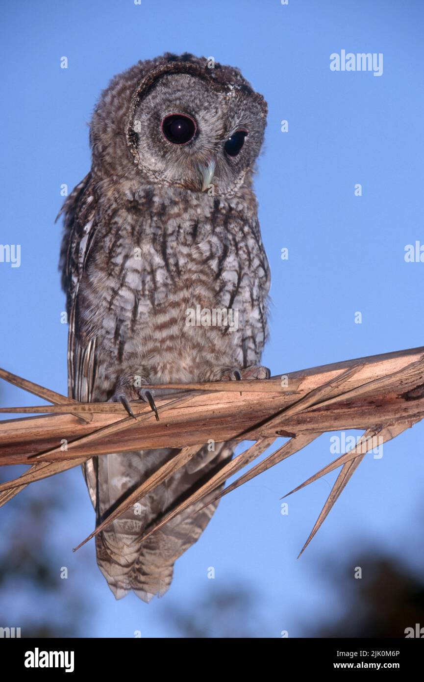 Tawny Owl ou Brown Owl (Strix aluco) photographié en Israël Banque D'Images