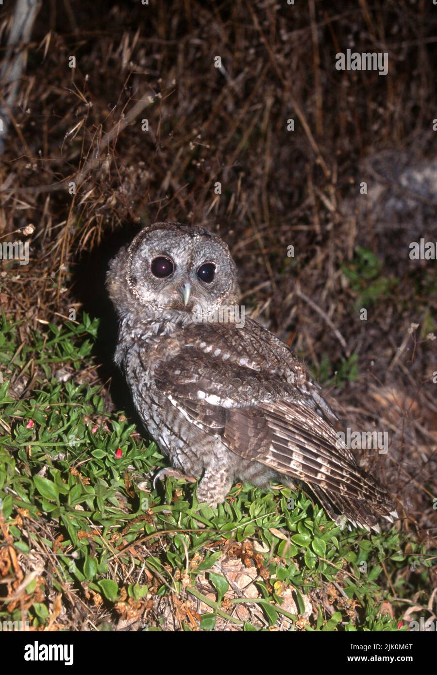 Tawny Owl ou Brown Owl (Strix aluco) photographié en Israël Banque D'Images