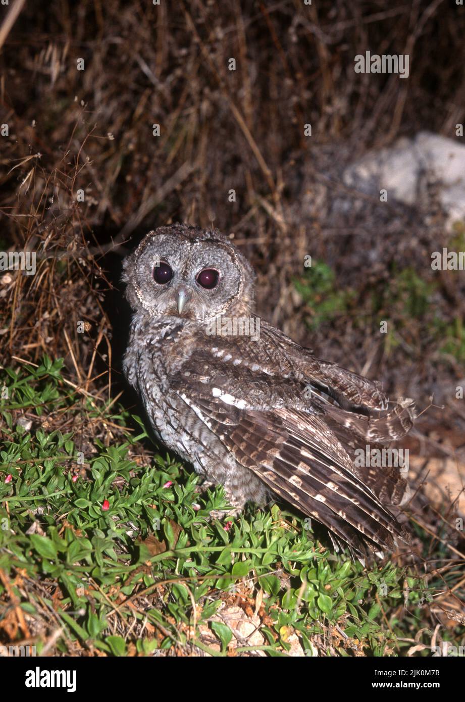 Tawny Owl ou Brown Owl (Strix aluco) photographié en Israël Banque D'Images