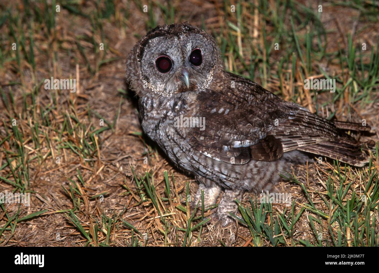 Tawny Owl ou Brown Owl (Strix aluco) photographié en Israël Banque D'Images
