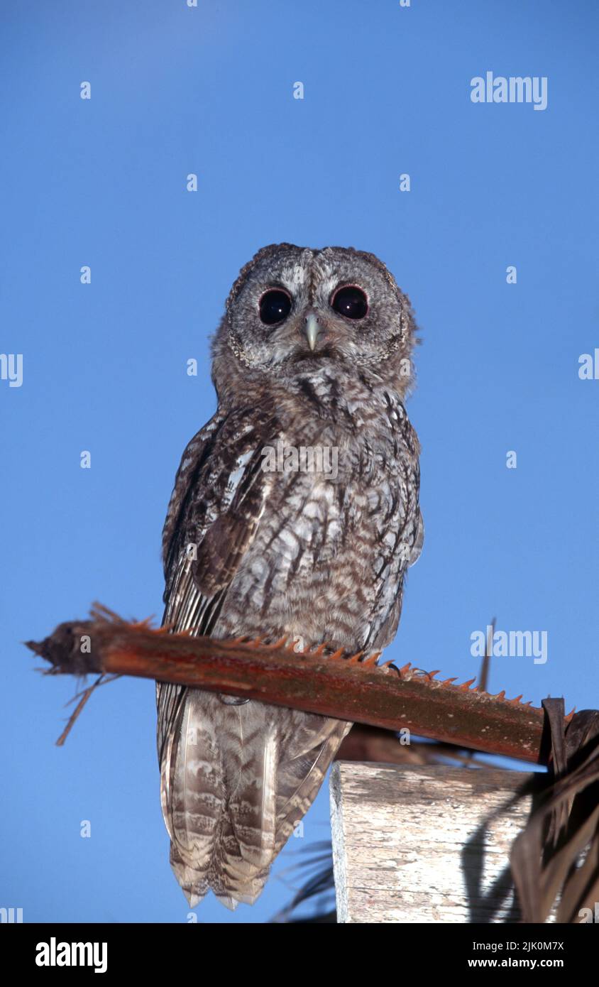 Tawny Owl ou Brown Owl (Strix aluco) photographié en Israël Banque D'Images