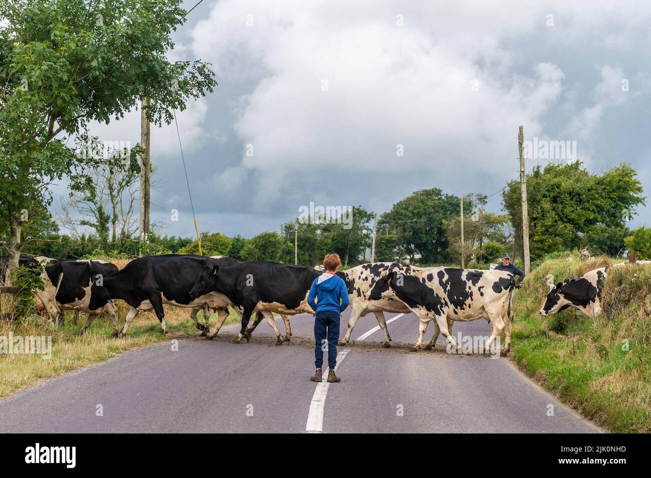 Timoleague, West Cork, Irlande. 29th juillet 2022. Le producteur laitier DJ Keohane traverse son troupeau de vaches laitières au-dessus de R600 près de Timoleague après avoir milé, avec l'aide d'un de ses fils, Daniel. Il arrive que le gouvernement ait convenu hier soir d'une réduction de 25% des émissions pour le secteur agricole. DJ traite 166 vaches sur 200 hectares. Crédit : AG News/Alay Live News Banque D'Images