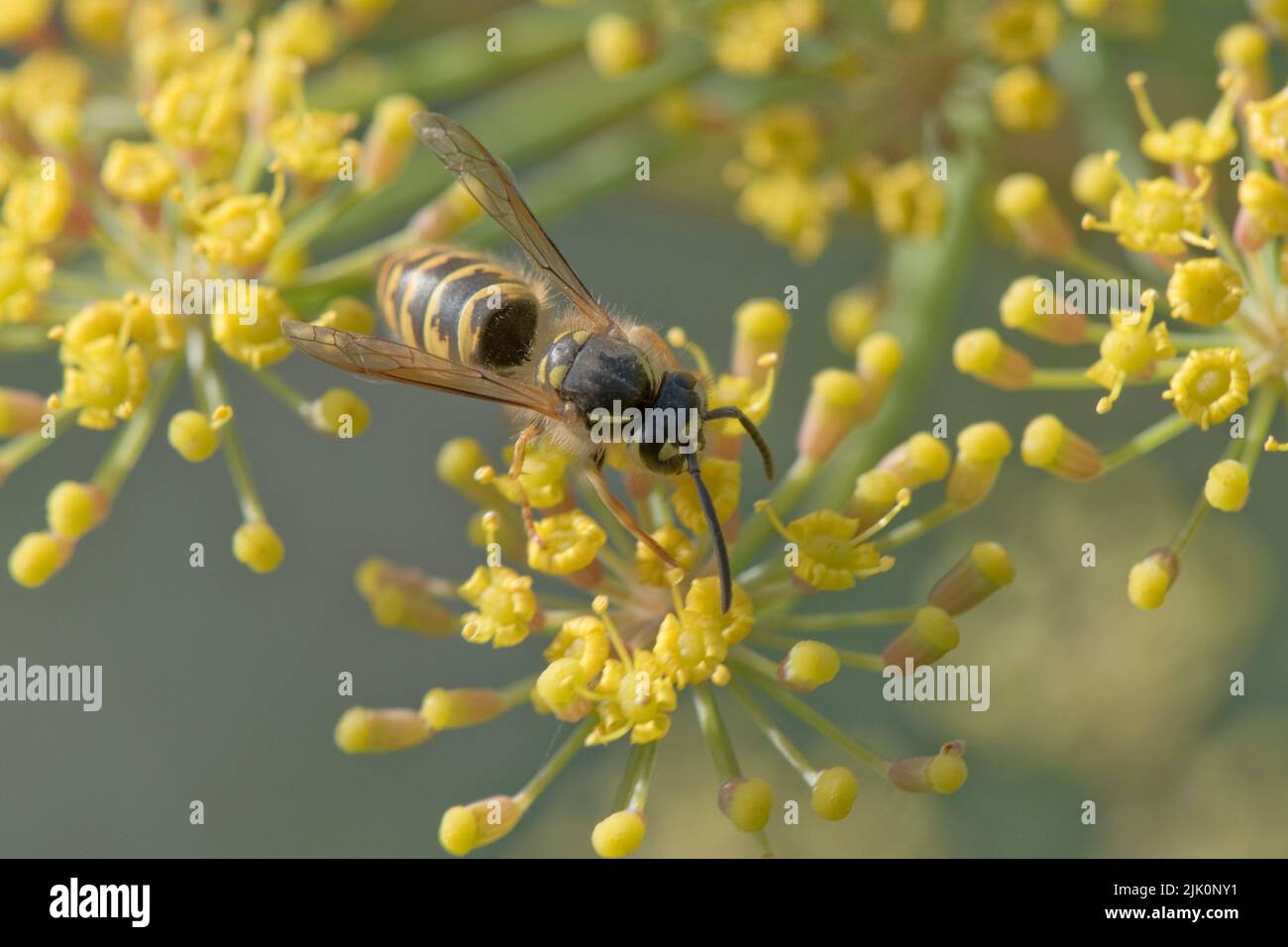 La guêpe commune (Vespula vulgaris) pollinisateur pollinisant des fleurs jaunes de fenouil (Foenicule vulgare) sur l'ombelle d'une herbe de jardin, Berkshire, juillet Banque D'Images