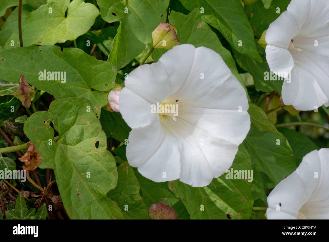 Plus grande ou haie de la bindweed (Calystegia sepium) blanc en forme de trompette, fleur parmi les feuilles d'une mauvaise herbe d'escalade, Berkshire, juillet Banque D'Images