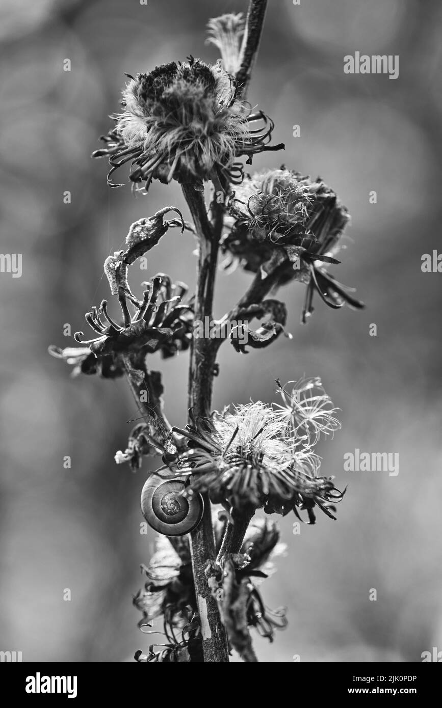 Photo verticale en niveaux de gris d'un escargot montant sur la fleur Banque D'Images