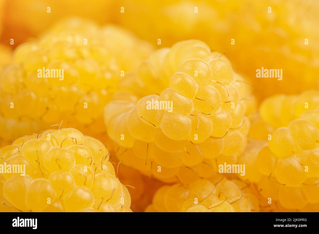 Fond d'été de framboises jaunes. Macro, gros plan extrême. Banque D'Images