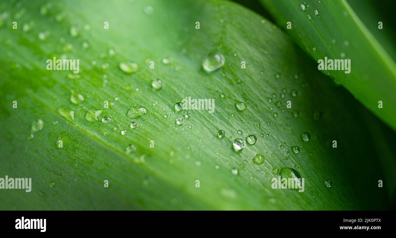 Arrière-plan de la feuille verte avec gouttes de pluie. Mise au point sélective Banque D'Images