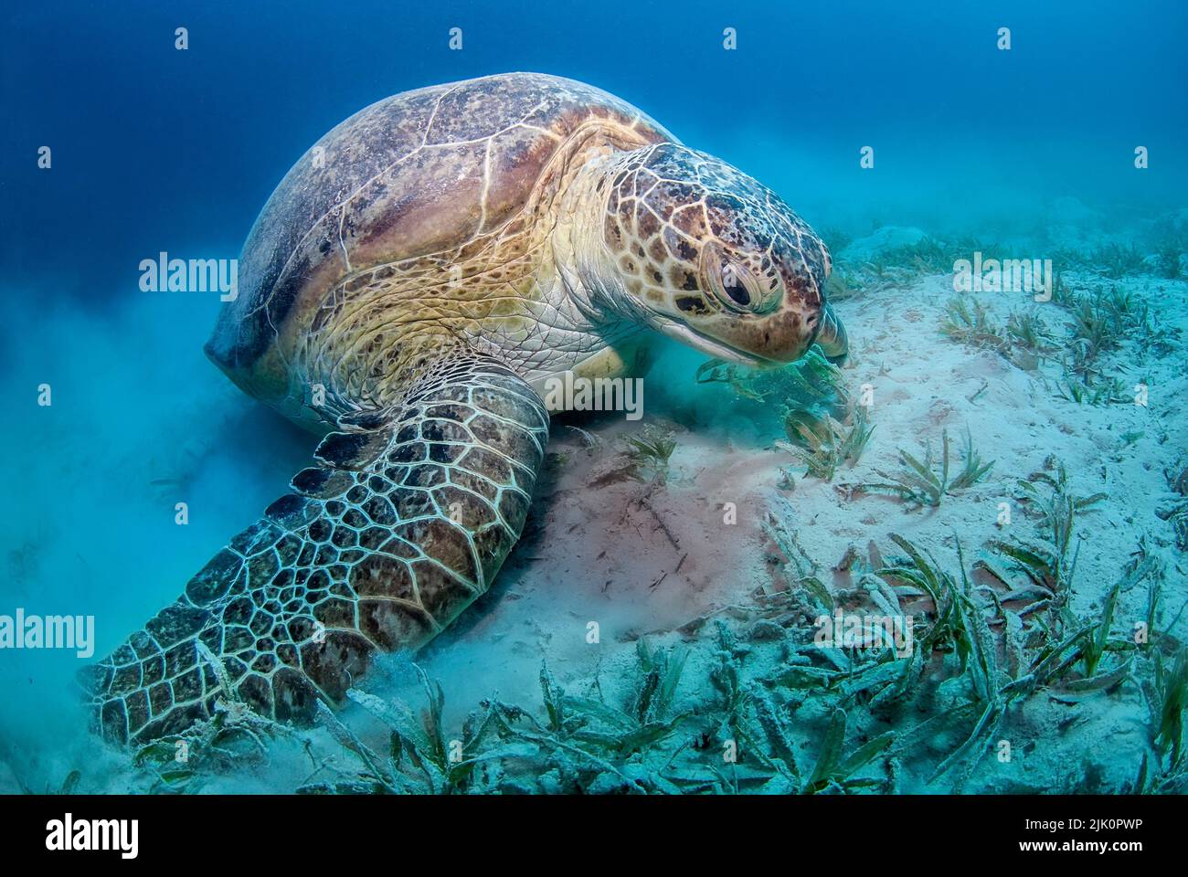 Tortue verte (Chelonia mydas) manger de l'herbe de mer Banque D'Images