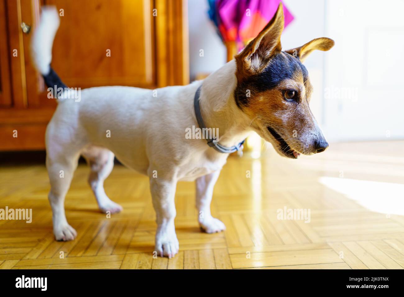Jack russell chien terrier jouant et regardant attentivement pour recevoir une commande. Madrid. Banque D'Images