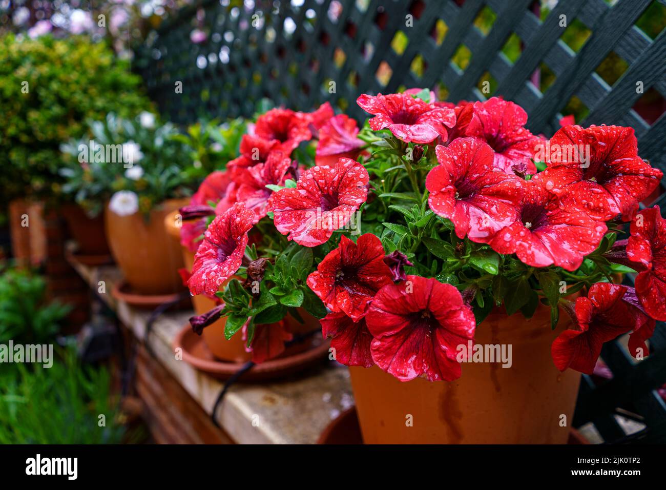 Fleurs de pétunias rouges avec gouttes d'eau de pluie de source. Madrid. Banque D'Images