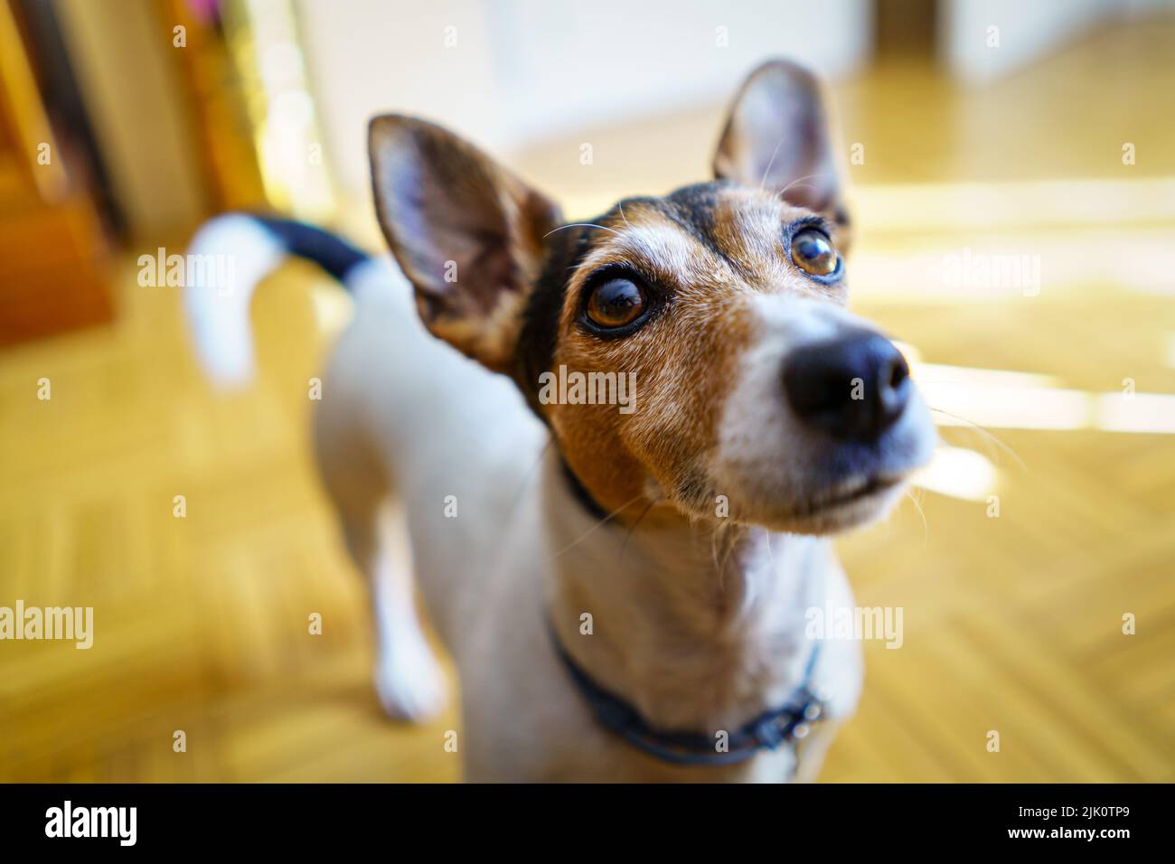 Jack russell chien terrier regardant son propriétaire attentif à recevoir une commande. Madrid. Banque D'Images