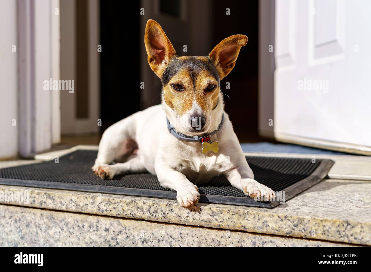 Jack blanc chien russell reposant à la porte d'entrée de la maison un jour ensoleillé. Madrid. Banque D'Images