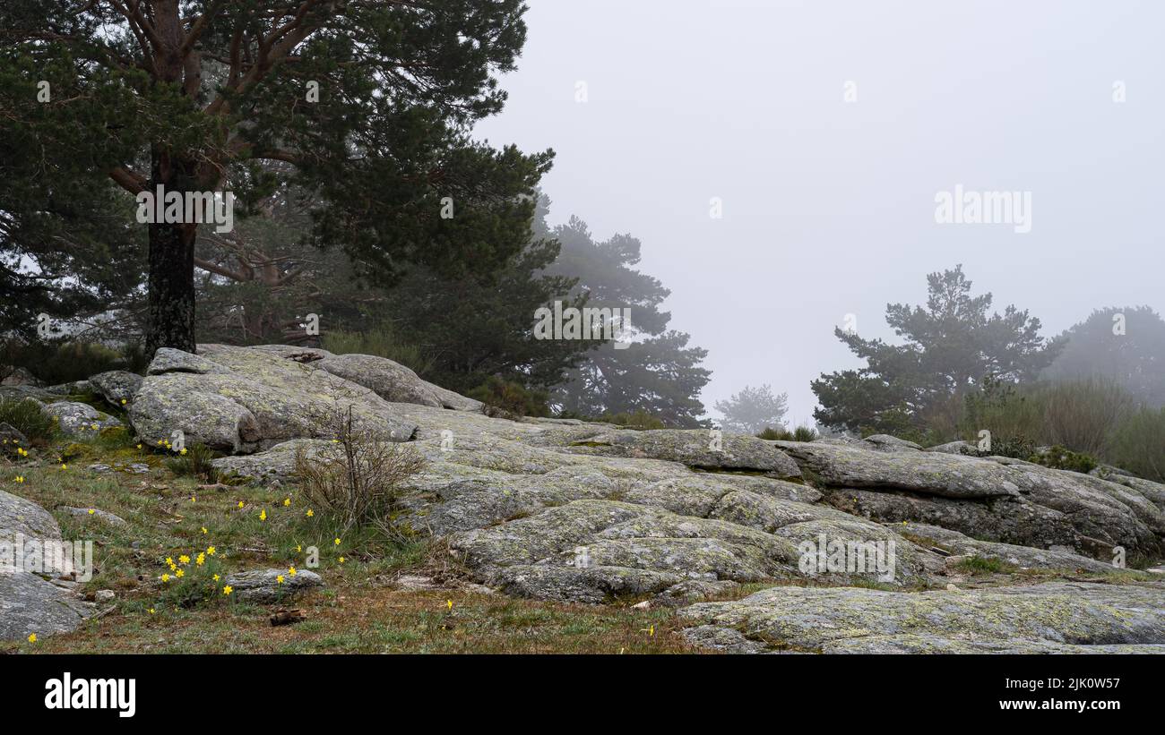 Paysage brumeux dans les hautes montagnes en journée nuageux et avec un environnement froid. Canencia Madrid. Banque D'Images