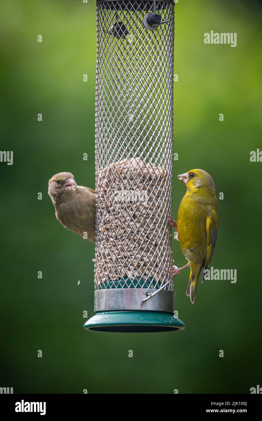 Une paire de greenfinches mâles et femelles sur un mangeoire à oiseaux de jardin à Sussex Banque D'Images