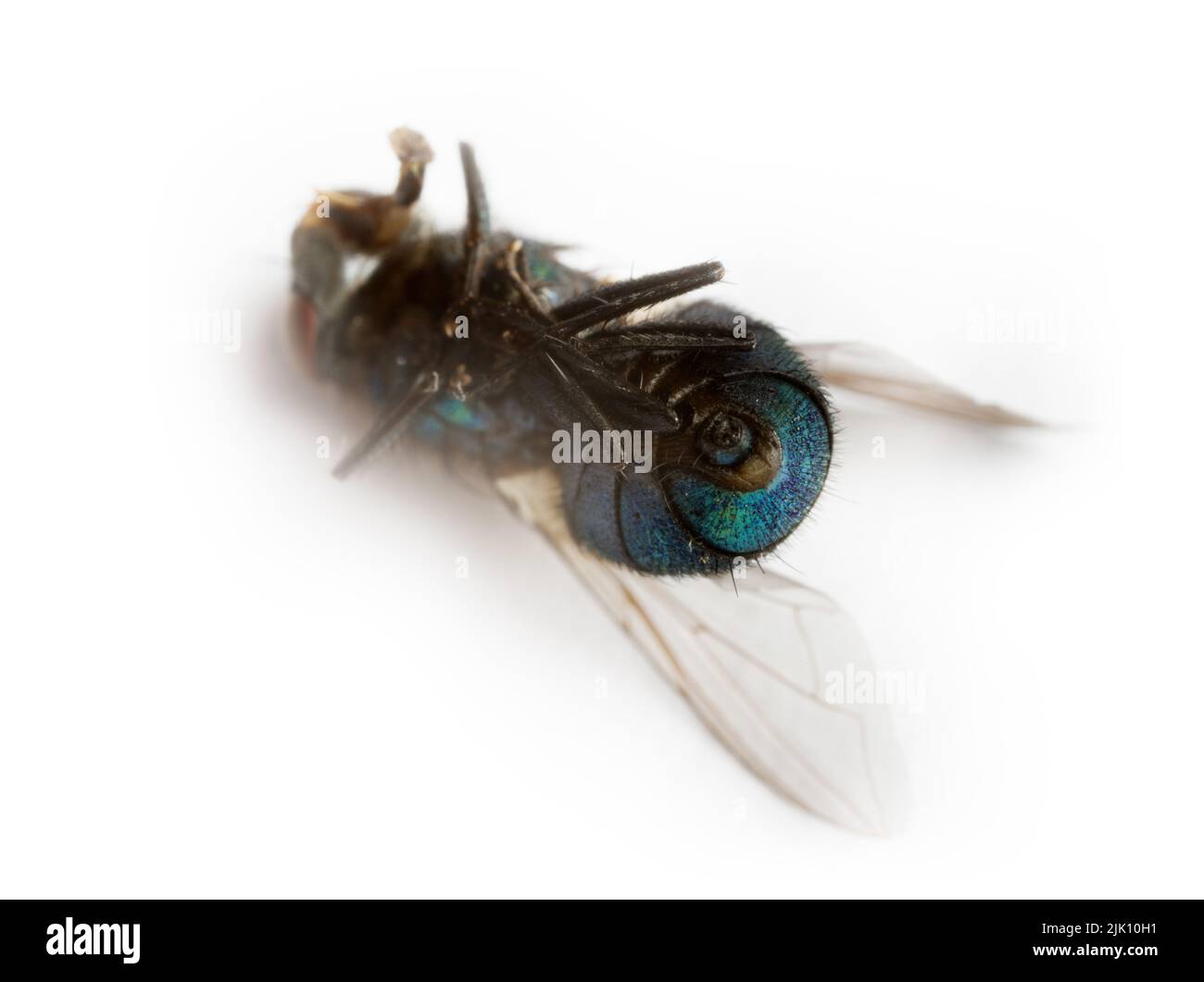 Volet de vol. Tuez la mouche. Vol mort. Destruction des mouches comme porteurs d'infection bactérienne, respect des règles d'hygiène. Isolé sur blanc Extreme cl Banque D'Images